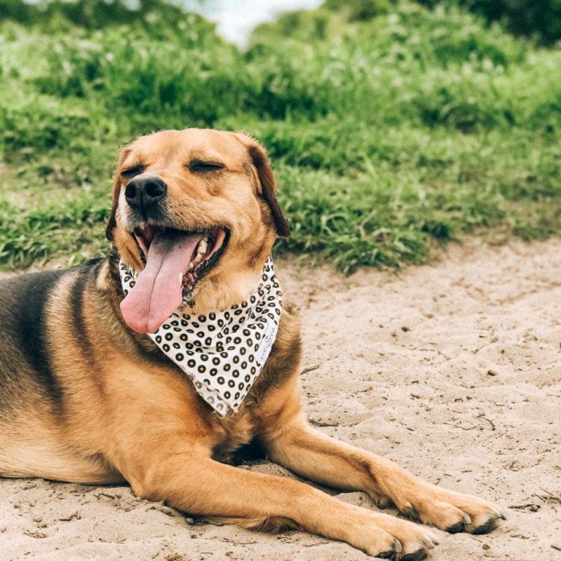 A dog lying on sand with eyes closed and tongue out of mouth wide open.