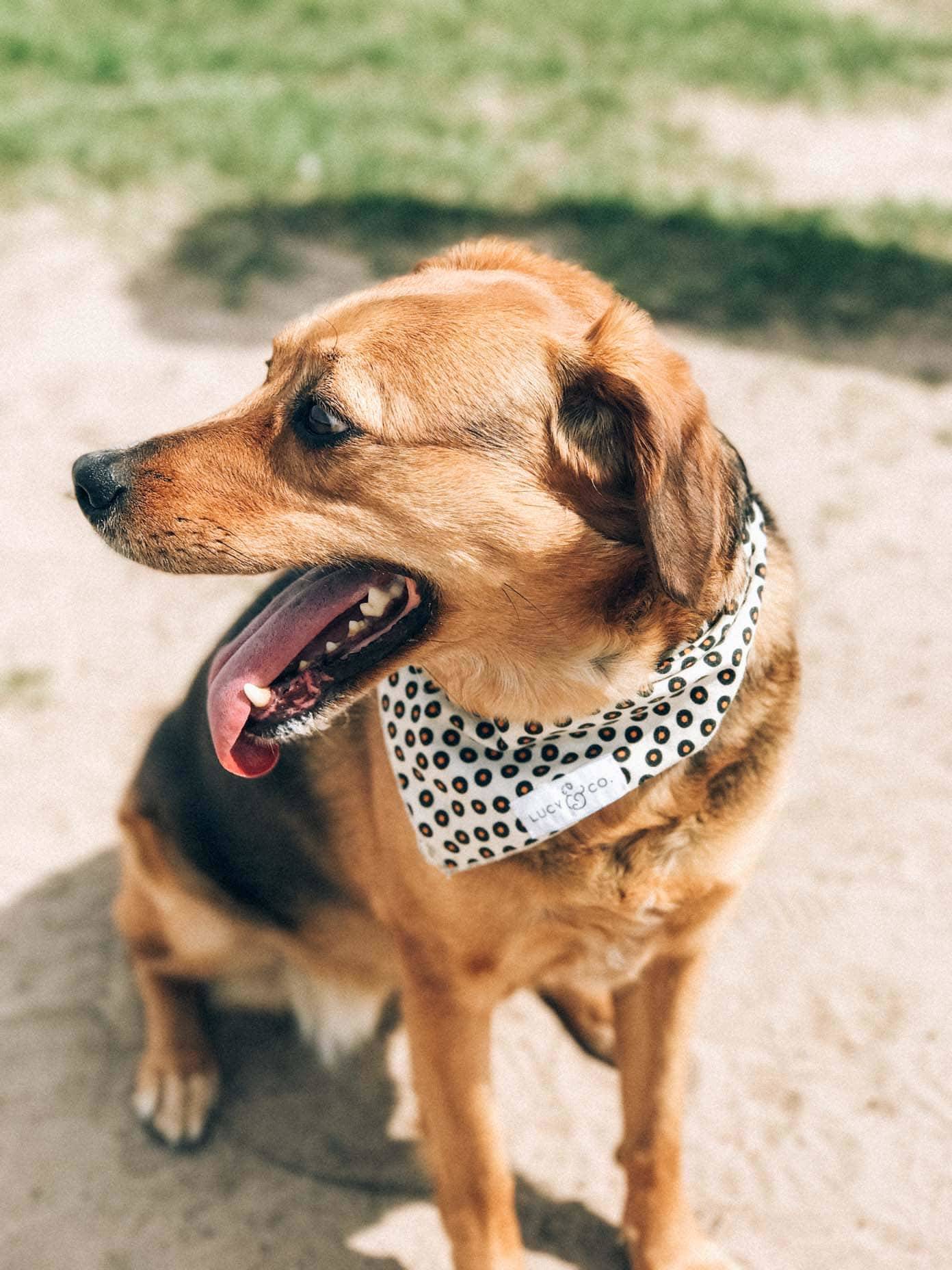 A small brown and black dog wearing a white bandana with black polka dots sits in the dirt.