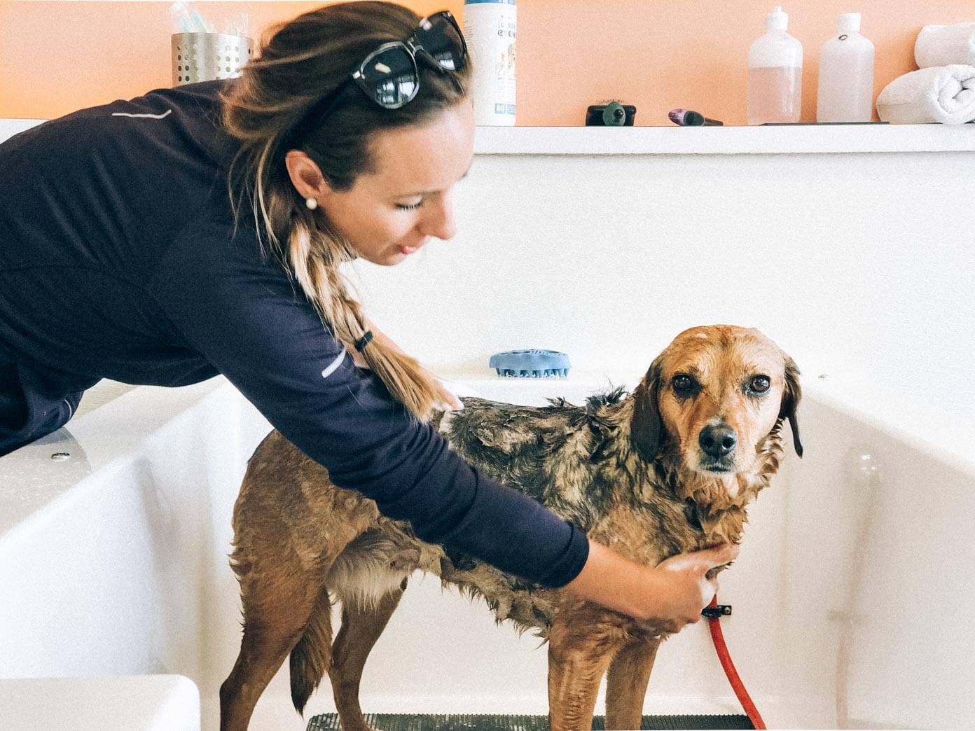A woman washes a dog in a tub.