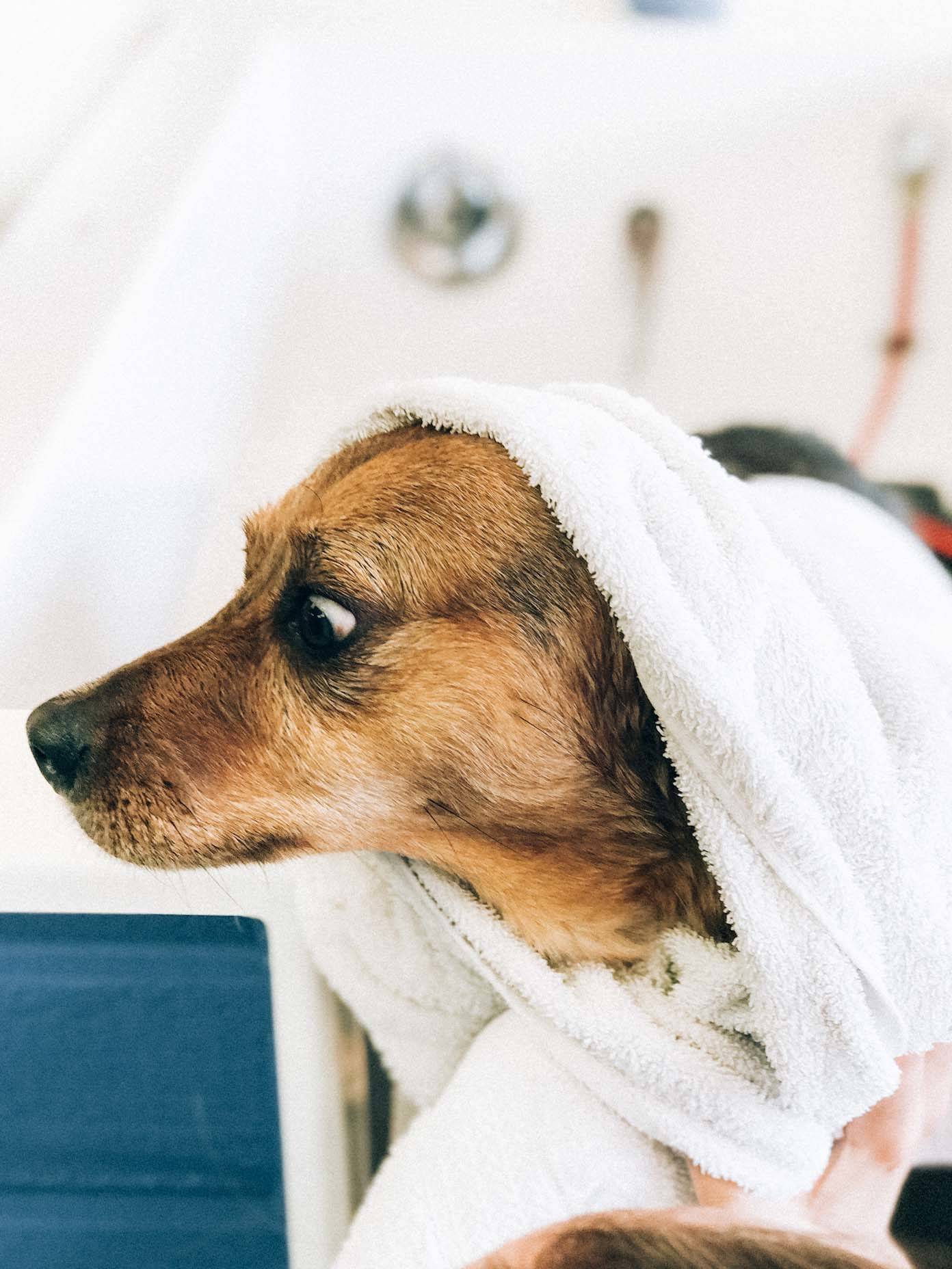 A small brown dog has a white towel over its head and around its neck in a bathroom.