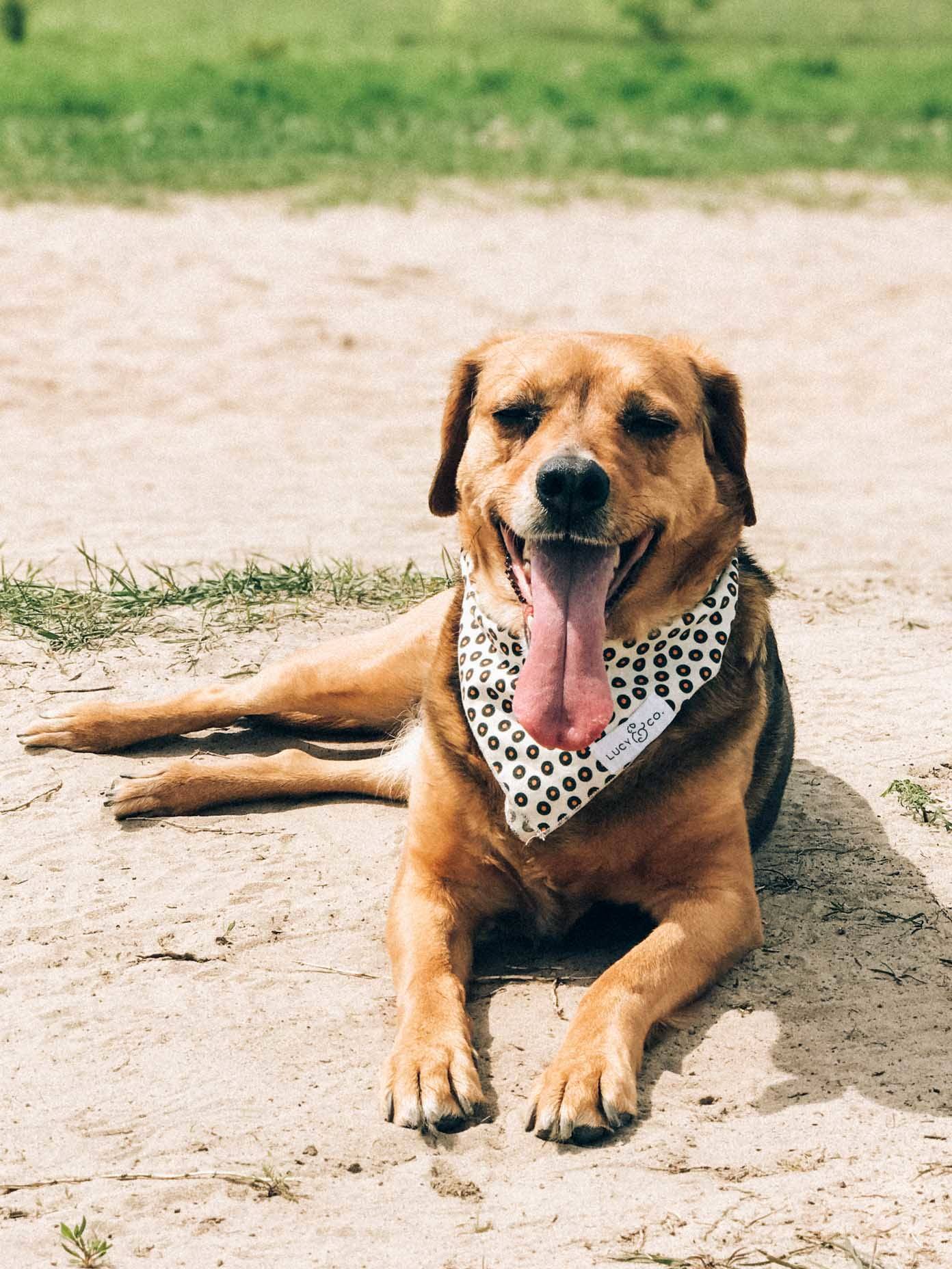 Dog with a bandana resting on a hot day.