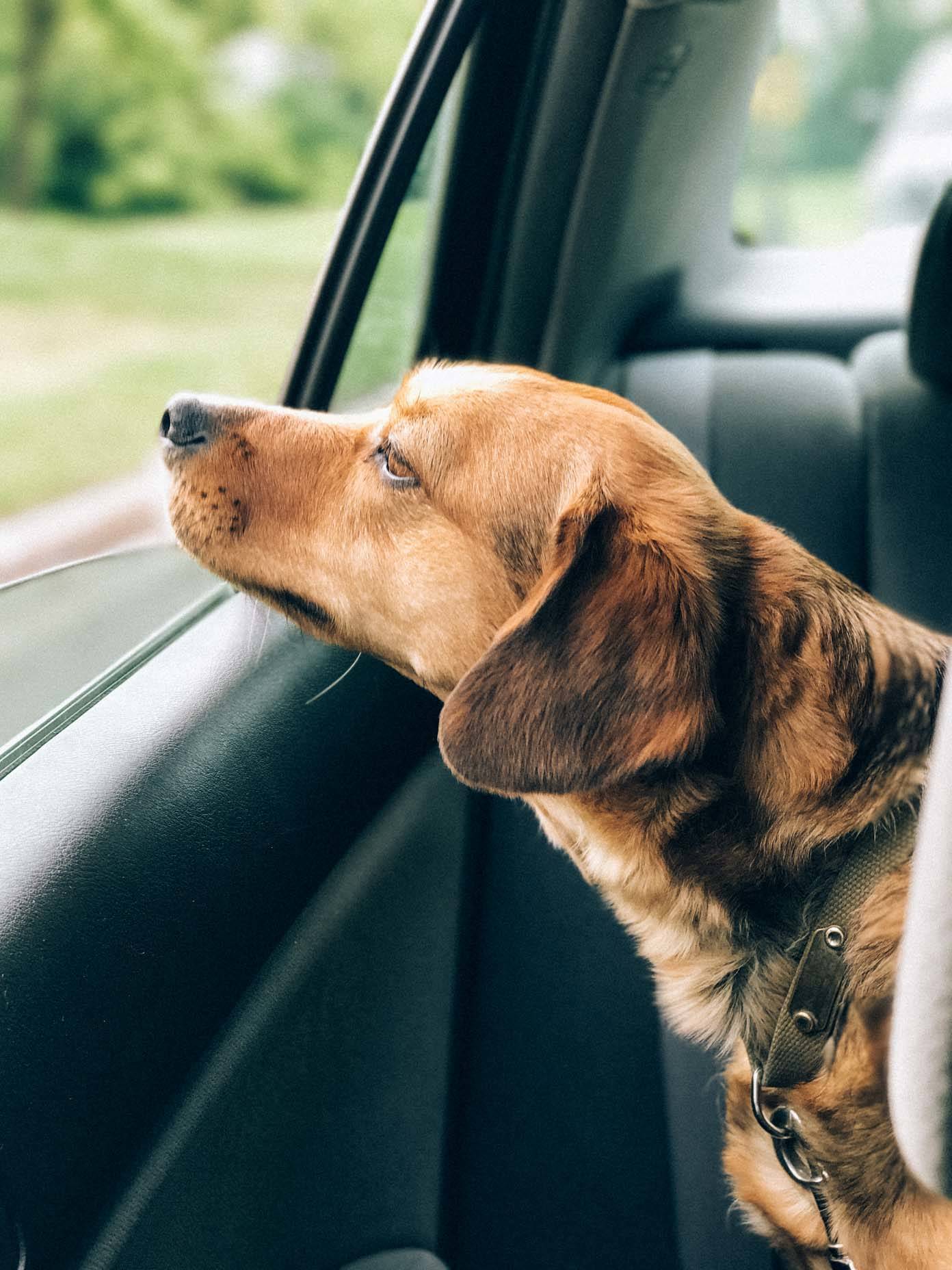 A dog looking out the window of a car.