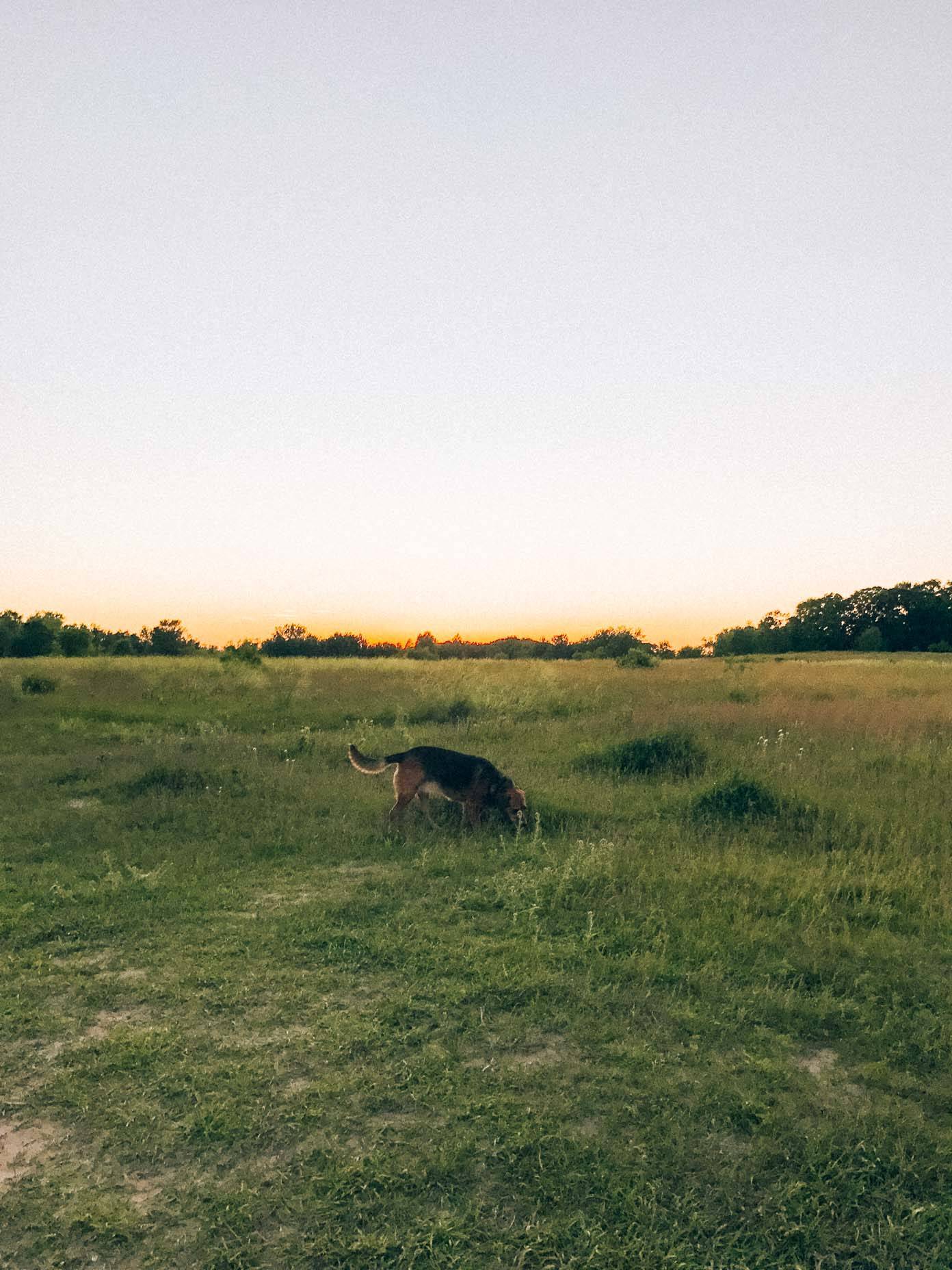 A dog walking in a field.