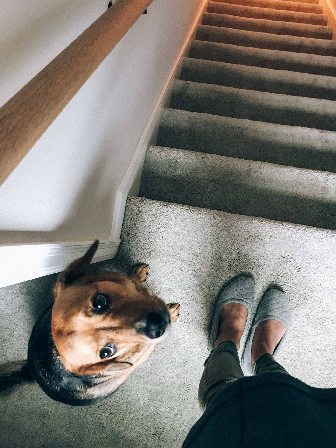 A dog at the top of the stairs staring at its owner.