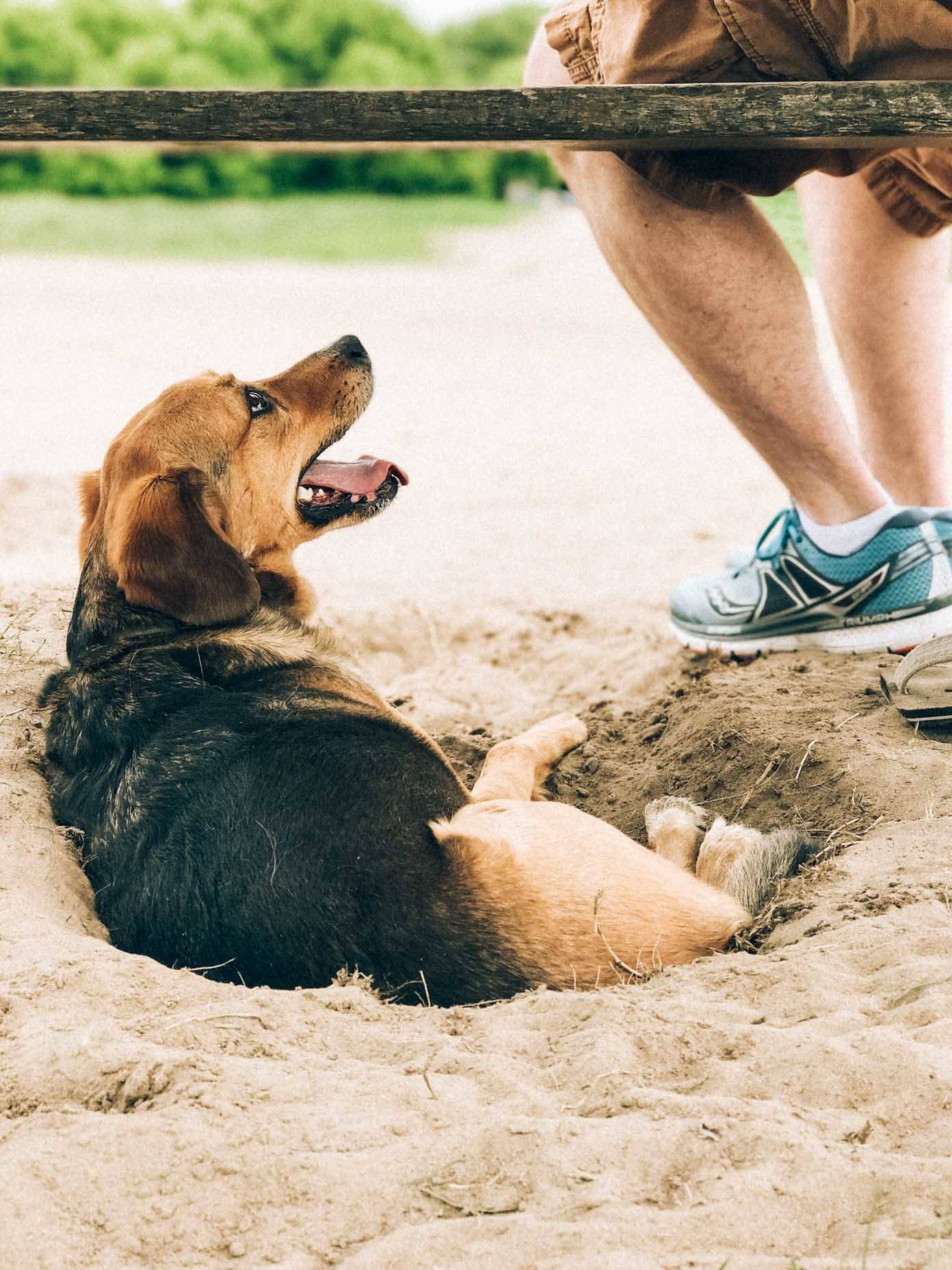 A dog lying in the sand looking at a man.