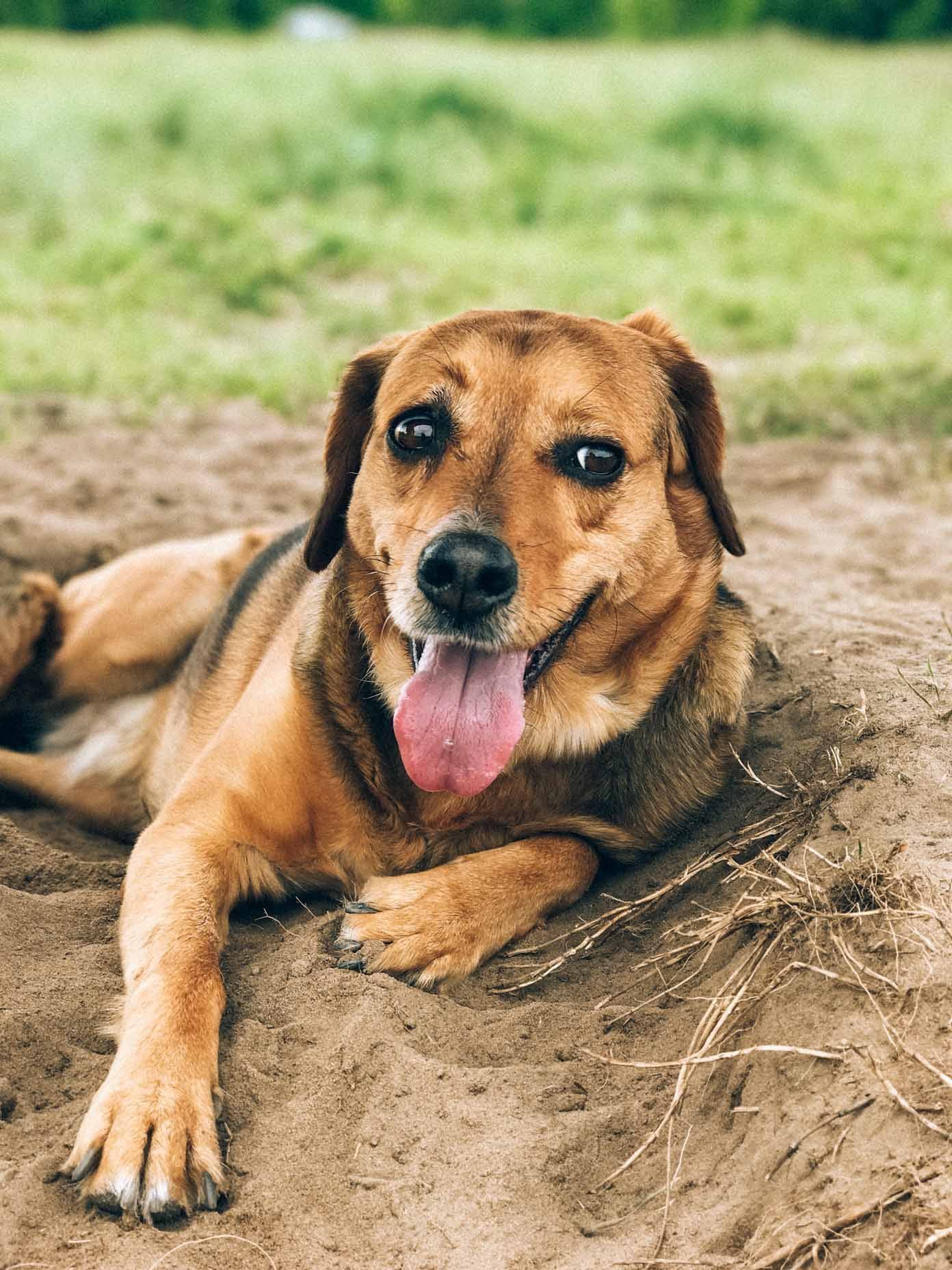 A brown dog lying on the ground with tongue hanging out.