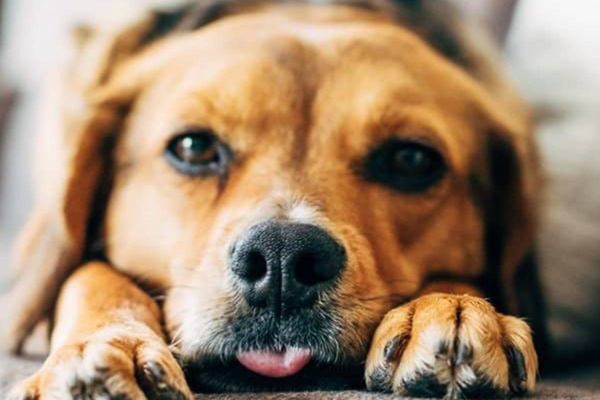 Dog laying down with tongue out