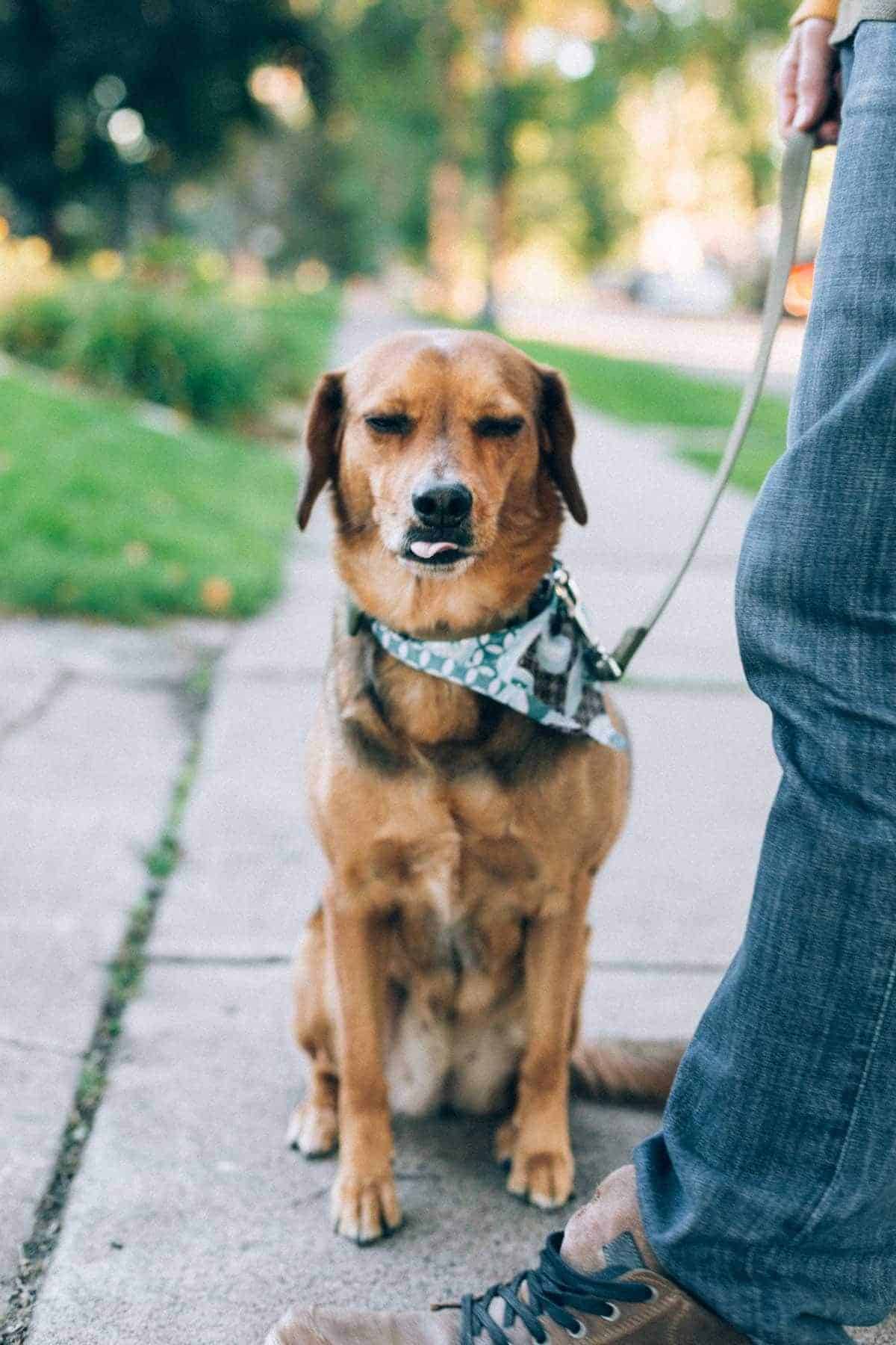 dog on a leash with a bandana