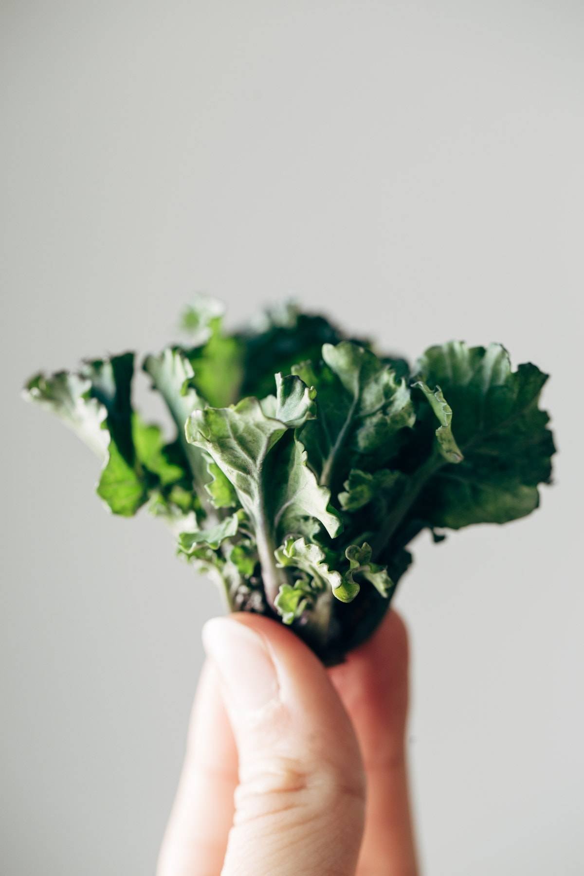 Fingers holding pieces of kale.