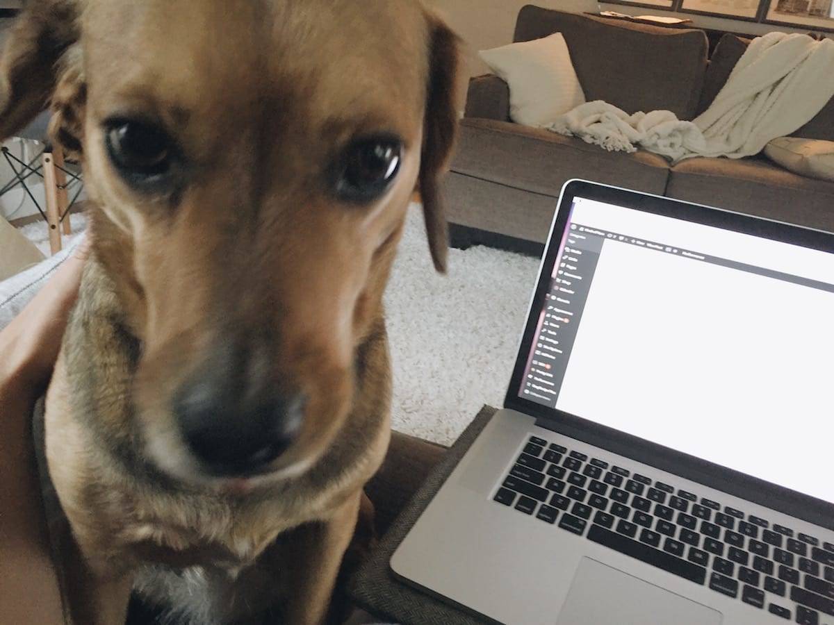 dog sitting next to a computer on a couch