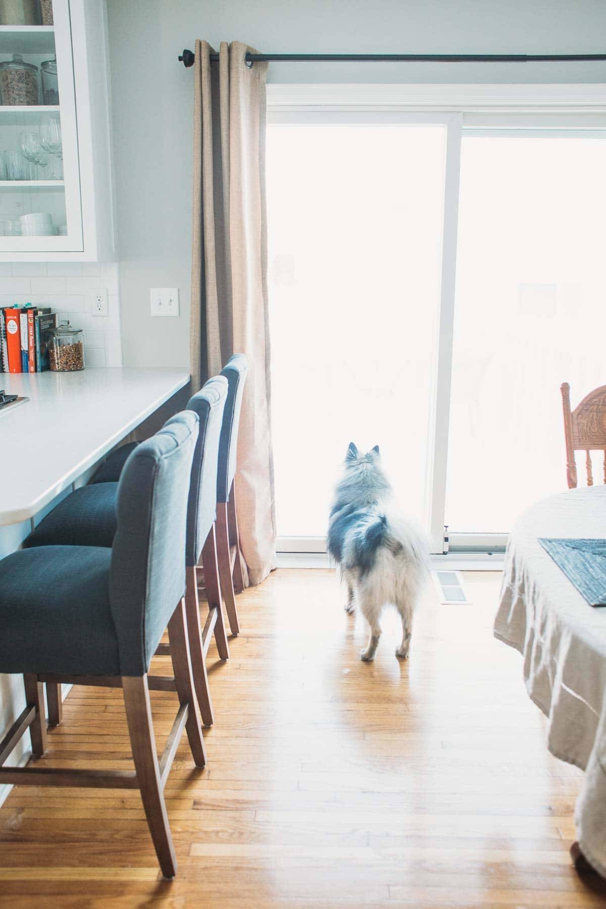 Dog in a bright kitchen.