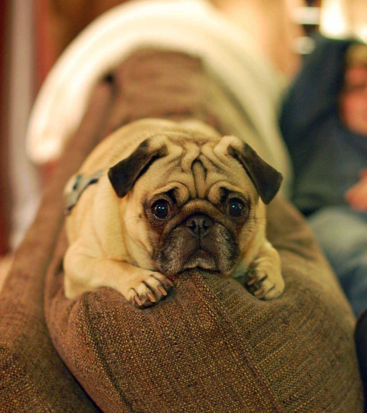 Pug laying on a couch.