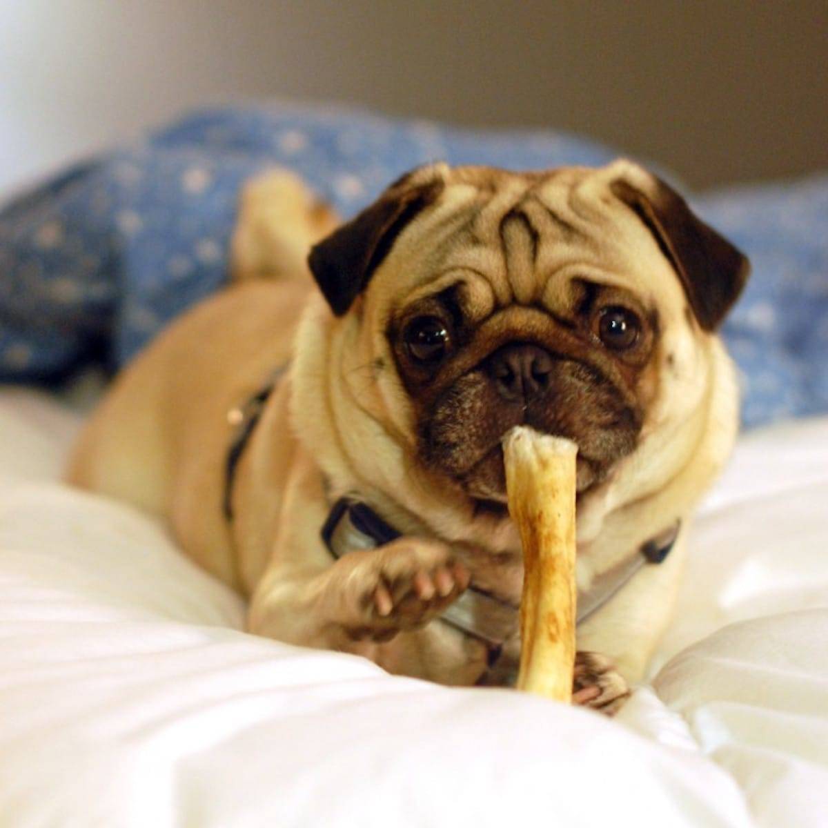 Pug chewing on a bone.