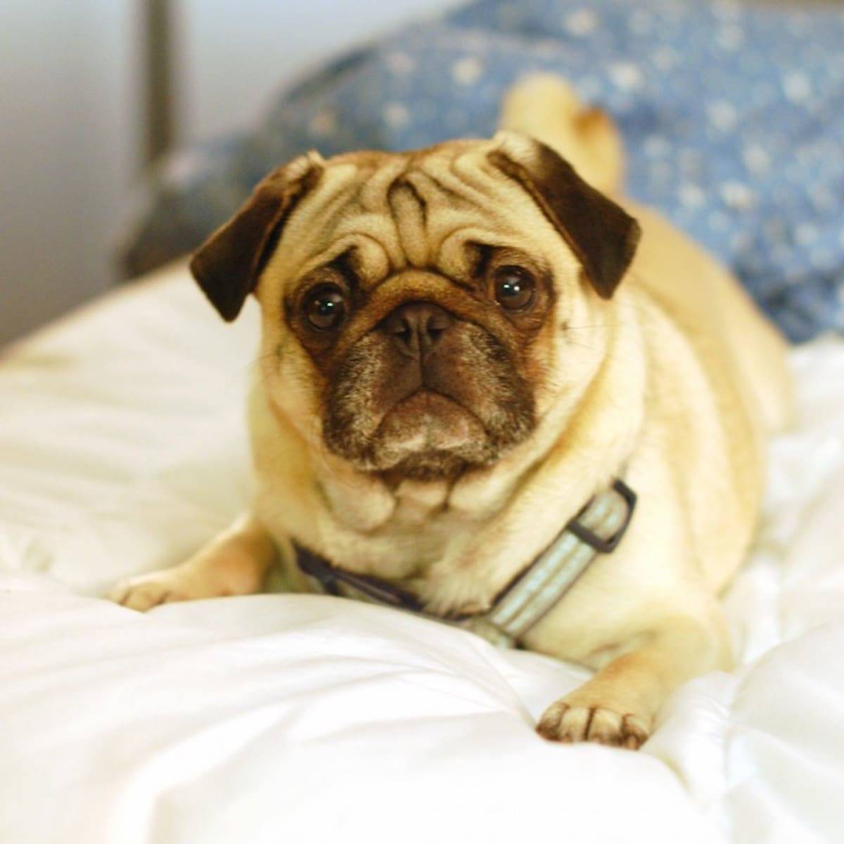 Pug laying on a bed.