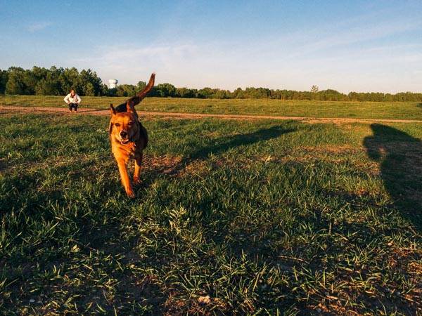 Dog running.