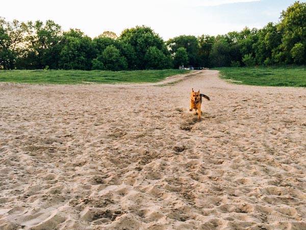 Dog running in sand.