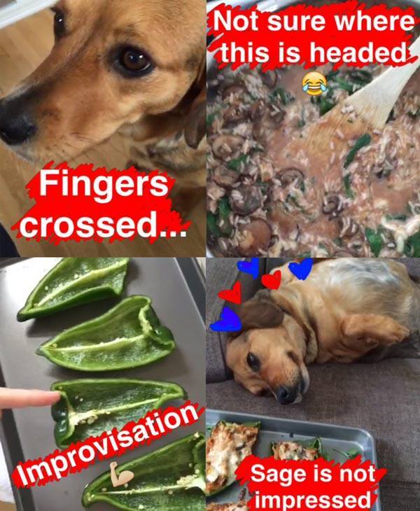 Process of making stuffed peppers and showing them to a dog.