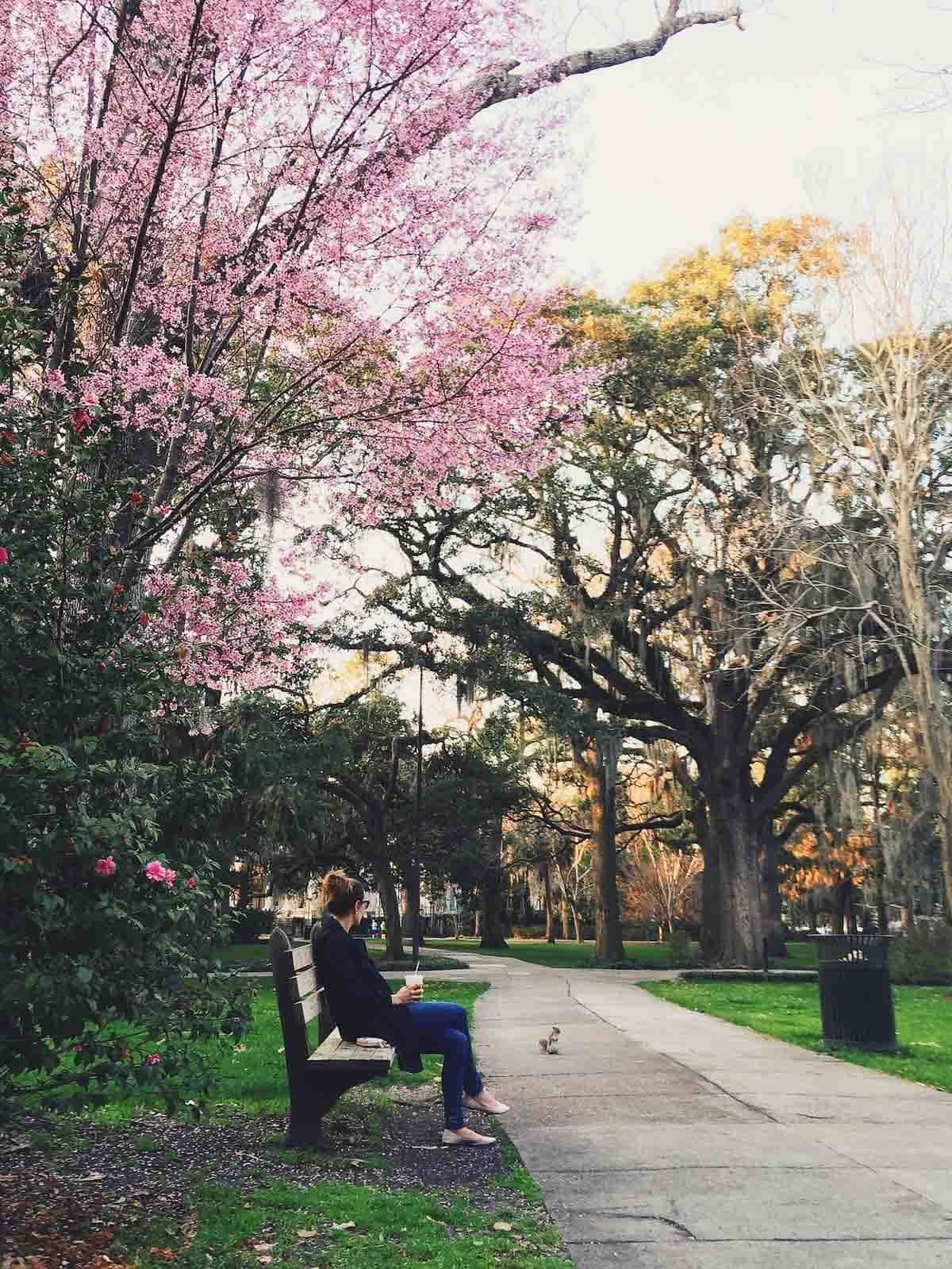 Pink trees and a woman sitting on a bench.